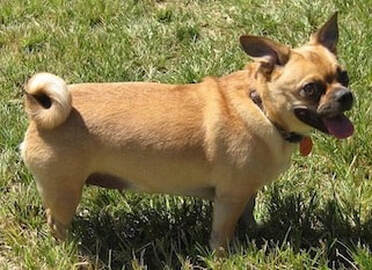 dog training santa barbara,  dog behaviorist, santa barbara Dog whisperer, dog trainer santa barbara, dog whisperer tips aggressive dog, best dog trainer santa barbara, Ronit Corry Dog Whisperer Santa Barbara,