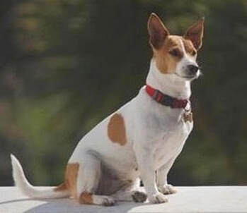 dog training santa barbara,  dog behaviorist, santa barbara Dog whisperer, dog trainer santa barbara, dog whisperer tips aggressive dog, best dog trainer santa barbara, Ronit Corry Dog Whisperer Santa Barbara,