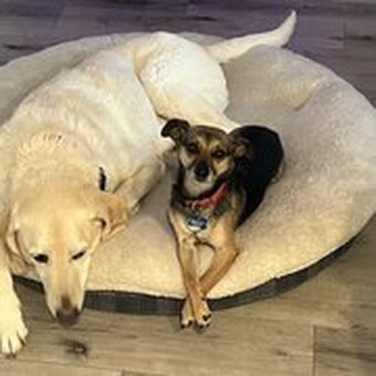 dog training santa barbara, Dog whisperer tips separation anxiety, dog trainer santa barbara, dog whisperer tips aggressive dog, best dog trainer santa barbara,