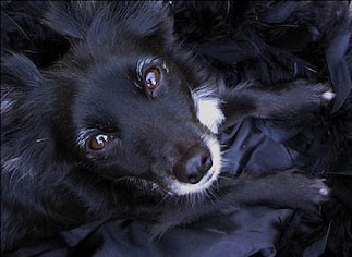 Picturedog training santa barbara,  dog behaviorist, santa barbara Dog whisperer, dog trainer santa barbara, dog whisperer tips aggressive dog, best dog trainer santa barbara, Ronit Corry Dog Whisperer Santa Barbara