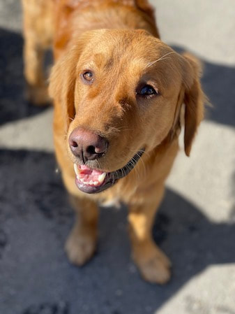 dog training santa barbara, Dog whisperer tips separation anxiety, dog trainer santa barbara, dog whisperer tips aggressive dog, best dog trainer santa barbara,