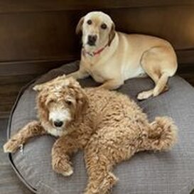dog aggression, dog training santa barbara, Dog whisperer tips separation anxiety, dog trainer santa barbara, dog whisperer tips aggressive dog, best dog trainer santa barbara,