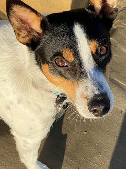 dog training santa barbara,  santa barbara Dog whisperer, dog trainer santa barbara, dog whisperer tips aggressive dog, best dog trainer santa barbara,