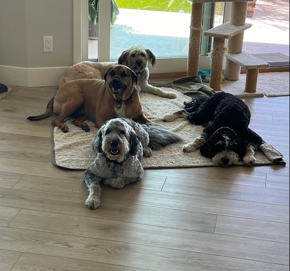 dog aggression, dog training santa barbara, Dog whisperer tips separation anxiety, dog trainer santa barbara, dog whisperer tips aggressive dog, best dog trainer santa barbara,