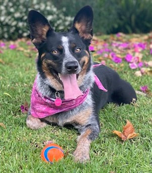 dog training santa barbara, santa barbara Dog whisperer, dog trainer santa barbara, dog whisperer tips aggressive dog, best dog trainer santa barbara,