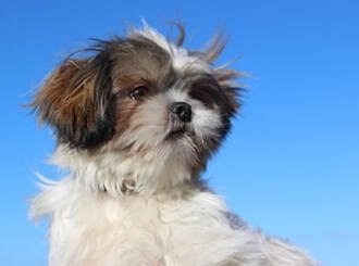 dog training santa barbara, Dog whisperer tips separation anxiety, dog trainer santa barbara, dog whisperer tips aggressive dog, best dog trainer santa barbara,