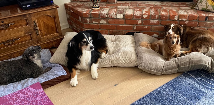 dog training santa barbara, Dog whisperer tips separation anxiety, dog trainer santa barbara, dog whisperer tips aggressive dog, best dog trainer santa barbara,