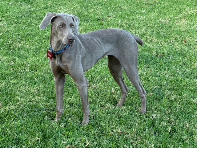 dog aggression, dog training santa barbara, Dog whisperer tips separation anxiety, dog trainer santa barbara, dog whisperer tips aggressive dog, best dog trainer santa barbara,