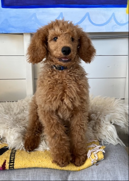 dog training santa barbara, Dog whisperer tips separation anxiety, dog trainer santa barbara, dog whisperer tips aggressive dog, best dog trainer santa barbara,