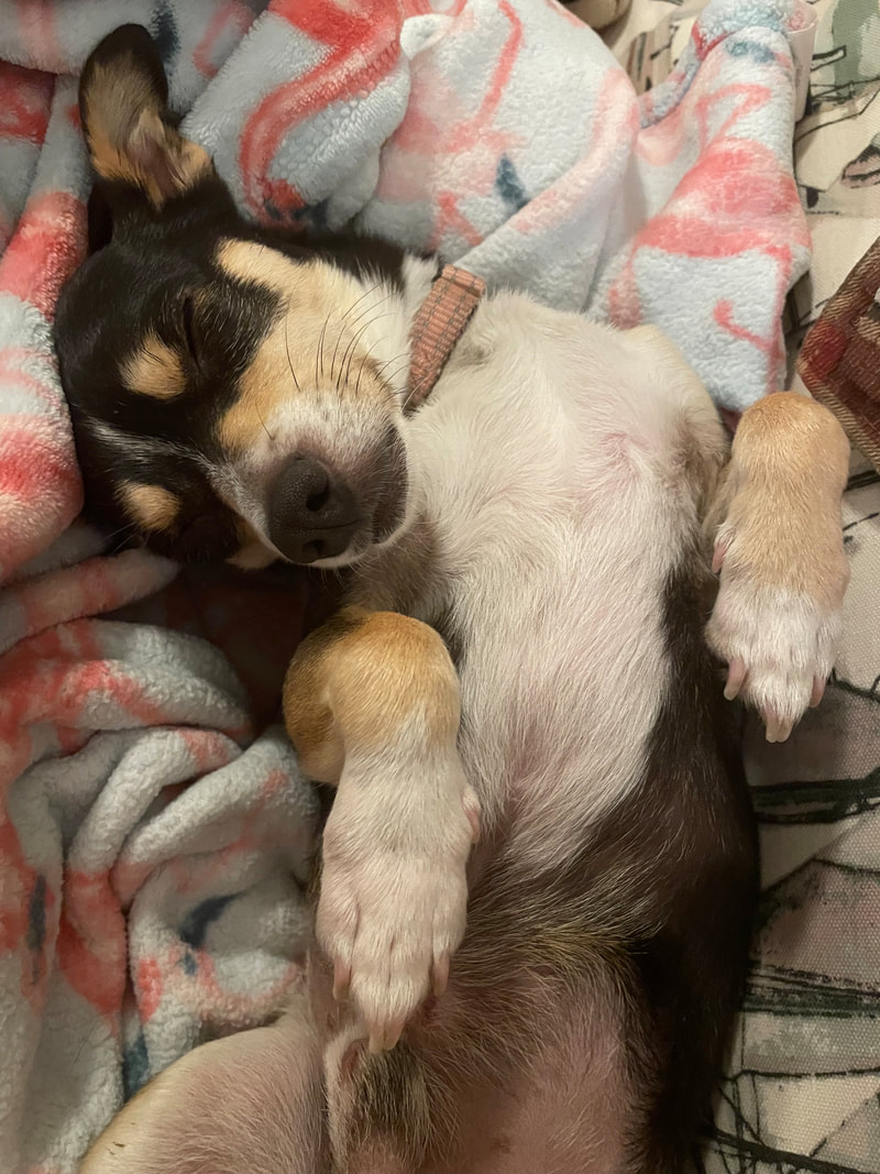 dog aggression, dog training santa barbara, Dog whisperer tips separation anxiety, dog trainer santa barbara, dog whisperer tips aggressive dog, best dog trainer santa barbara,