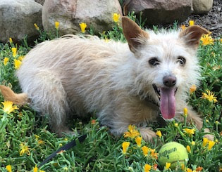 dog training santa barbara, santa barbara Dog whisperer, dog trainer santa barbara, dog whisperer tips aggressive dog, best dog trainer santa barbara,