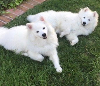 dog training santa barbara,  santa barbara Dog whisperer, dog trainer santa barbara, dog whisperer tips aggressive dog, best dog trainer santa barbara,