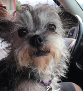 dog training santa barbara, santa barbara Dog whisperer, dog trainer santa barbara, dog whisperer tips aggressive dog, best dog trainer santa barbara,