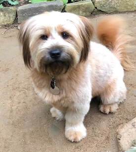 dog training santa barbara, Dog whisperer tips separation anxiety, dog trainer santa barbara, dog whisperer tips aggressive dog, best dog trainer santa barbara,