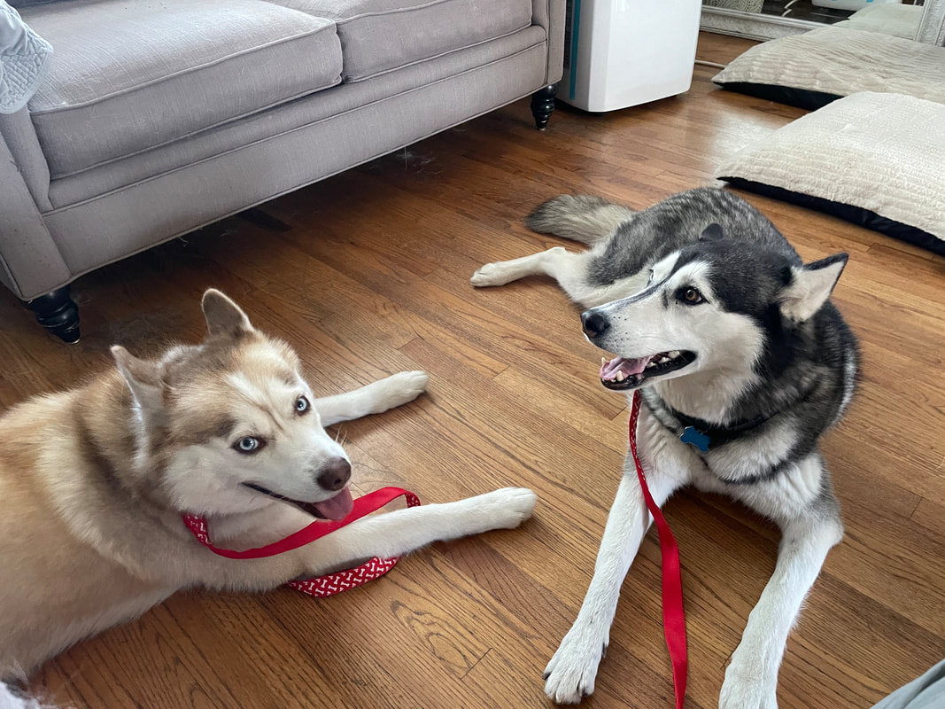 dog aggression, dog training santa barbara, Dog whisperer tips separation anxiety, dog trainer santa barbara, dog whisperer tips aggressive dog, best dog trainer santa barbara,