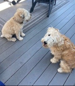 dog training santa barbara, Dog whisperer tips separation anxiety, dog trainer santa barbara, dog whisperer tips aggressive dog, best dog trainer santa barbara,