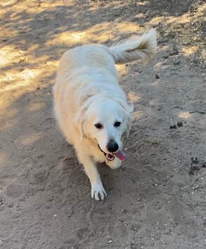 dog training santa barbara, Dog whisperer tips separation anxiety, dog trainer santa barbara, dog whisperer tips aggressive dog, best dog trainer santa barbara,