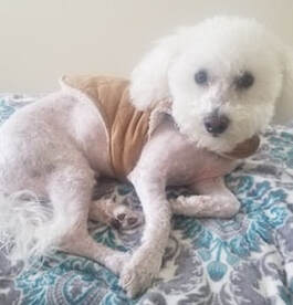 dog training santa barbara, santa barbara Dog whisperer, dog trainer santa barbara, dog whisperer tips aggressive dog, best dog trainer santa barbara,