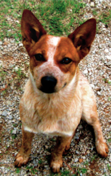 best dog trainer, Santa Barbara Dog Whisperer, dog trainer santa barbara, dog whisperer tips aggressive dogs, trouble leash walking, dog training Santa Barbara,