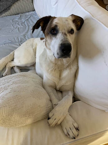 dog aggression, dog training santa barbara, Dog whisperer tips separation anxiety, dog trainer santa barbara, dog whisperer tips aggressive dog, best dog trainer santa barbara,