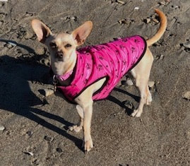 dog training santa barbara, santa barbara Dog whisperer, dog trainer santa barbara, dog whisperer tips aggressive dog, best dog trainer santa barbara,