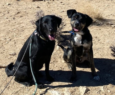 dog aggression, dog training santa barbara, Dog whisperer tips separation anxiety, dog trainer santa barbara, dog whisperer tips aggressive dog, best dog trainer santa barbara,