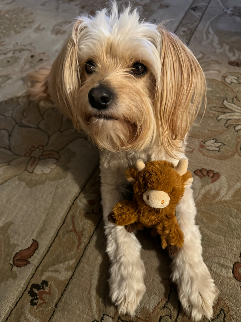 dog aggression, dog training santa barbara, Dog whisperer tips separation anxiety, dog trainer santa barbara, dog whisperer tips aggressive dog, best dog trainer santa barbara,
