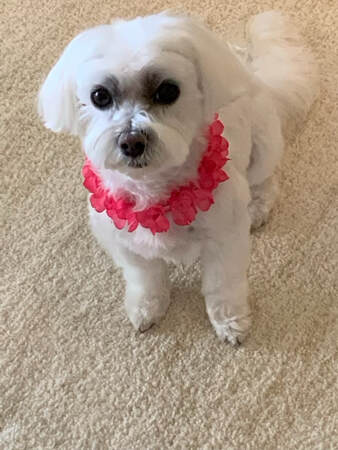 dog training santa barbara, Dog whisperer tips separation anxiety, dog trainer santa barbara, dog whisperer tips aggressive dog, best dog trainer santa barbara,