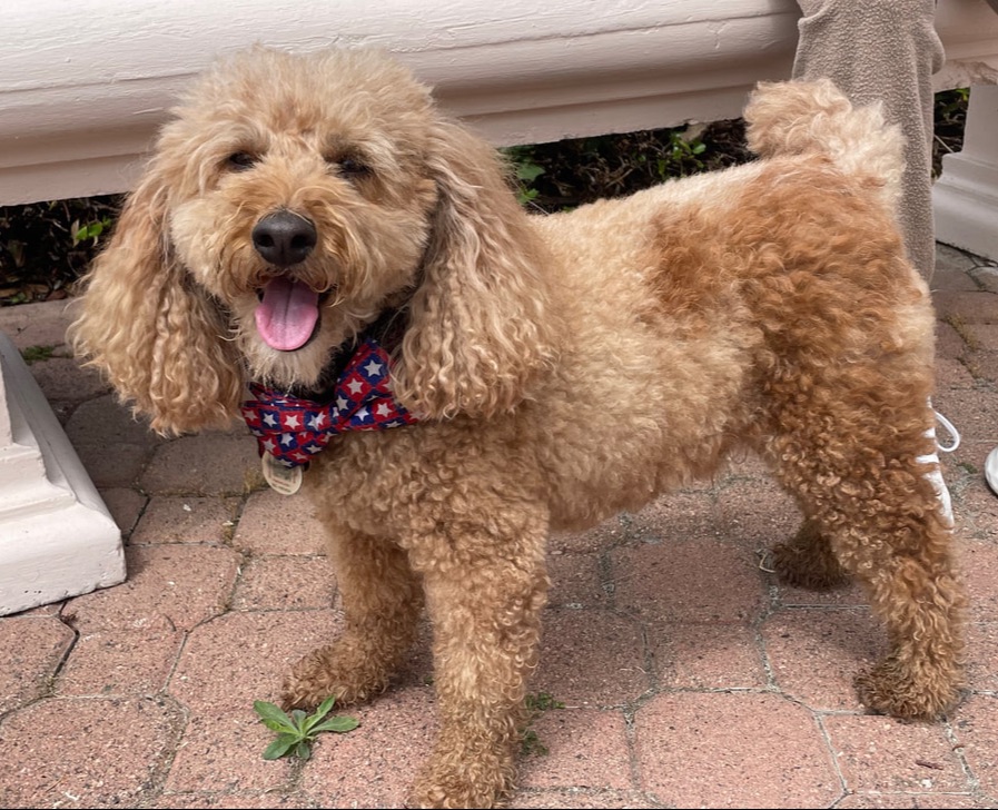 dog aggression, dog training santa barbara, Dog whisperer tips separation anxiety, dog trainer santa barbara, dog whisperer tips aggressive dog, best dog trainer santa barbara,