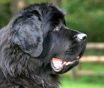 dog training santa barbara,  santa barbara Dog whisperer, dog trainer santa barbara, dog whisperer tips aggressive dog, best dog trainer santa barbara,