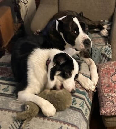 dog aggression, dog training santa barbara, Dog whisperer tips separation anxiety, dog trainer santa barbara, dog whisperer tips aggressive dog, best dog trainer santa barbara,