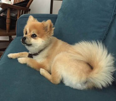 dog training santa barbara, Dog whisperer tips separation anxiety, dog trainer santa barbara, dog whisperer tips aggressive dog, best dog trainer santa barbara,
