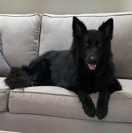 dog training santa barbara, Dog whisperer tips separation anxiety, dog trainer santa barbara, dog whisperer tips aggressive dog, best dog trainer santa barbara,