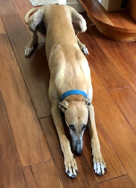 best dog trainer, Santa Barbara Dog Whisperer, dog trainer santa barbara, dog whisperer tips aggressive dogs, dog training Santa Barbara,