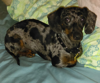 dog training santa barbara, santa barbara Dog whisperer, dog trainer santa barbara, dog whisperer tips aggressive dog, best dog trainer santa barbara,