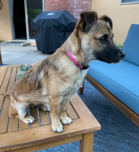 dog training santa barbara, Dog whisperer tips separation anxiety, dog trainer santa barbara, dog whisperer tips aggressive dog, best dog trainer santa barbara,