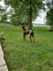 carousel chooser