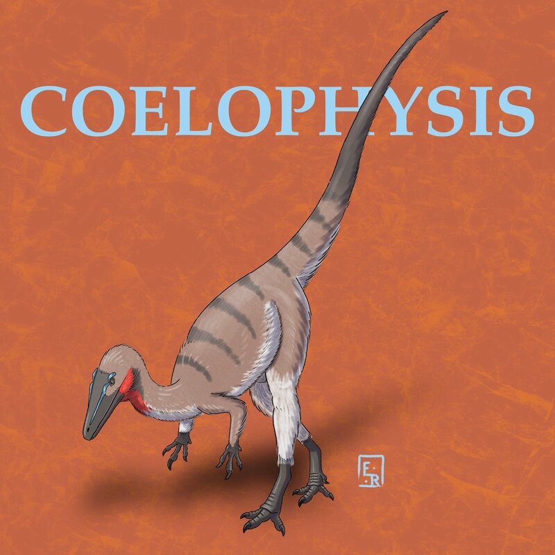 Coelophysis 