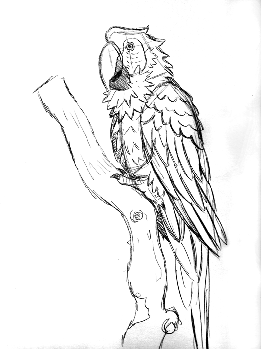 Macaw