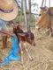 carousel chooser