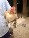 carousel chooser