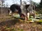 carousel chooser