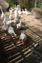 carousel chooser