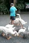 carousel chooser