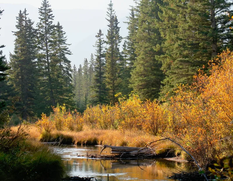 Policeman's Creek Canmore