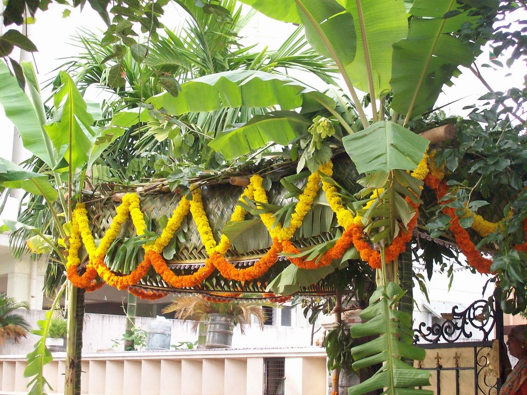 Banana Plants