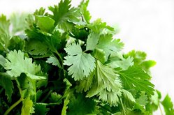 Coriander or cilantro