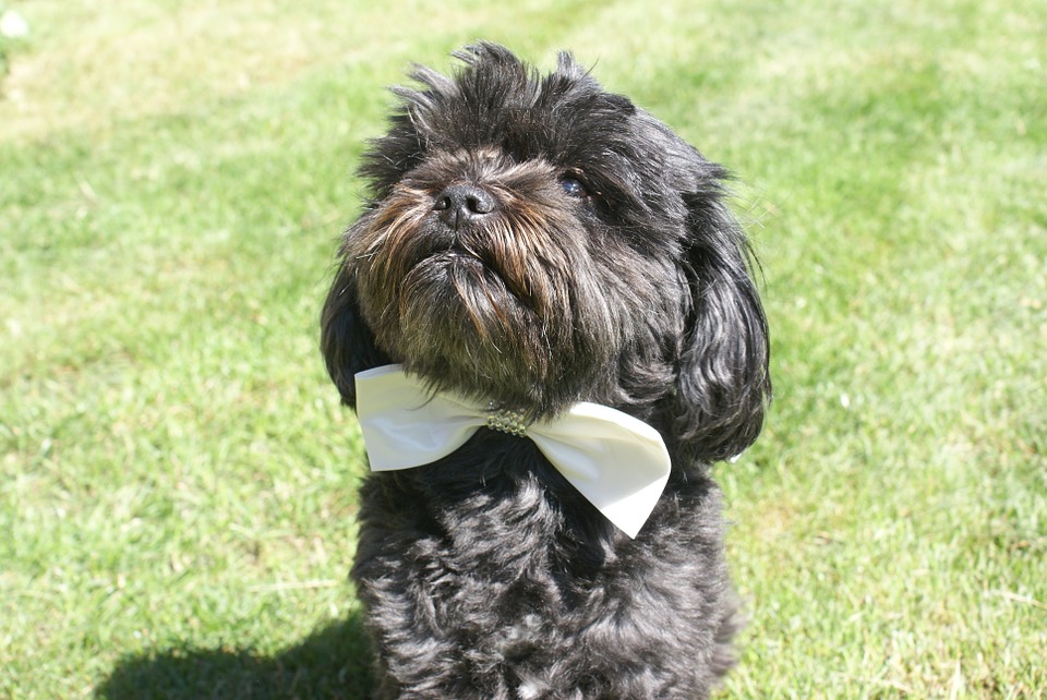 wedding dog