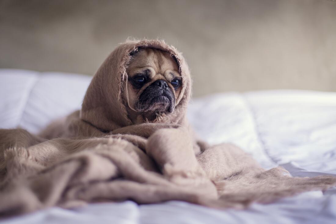 dog wrapped in a blanket
