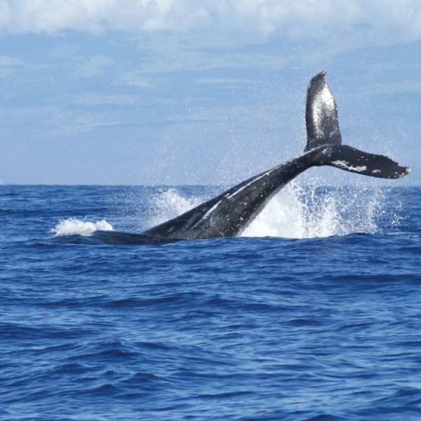 Whale Watching Manuel Antonio